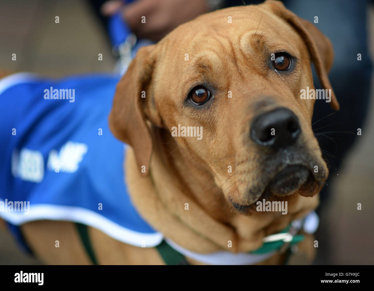 Honey, il Mastiff toro, che è uno dei molti cani che cercano una casa questo Natale a Battersea Dogs and Cats Home a Londra. Foto Stock