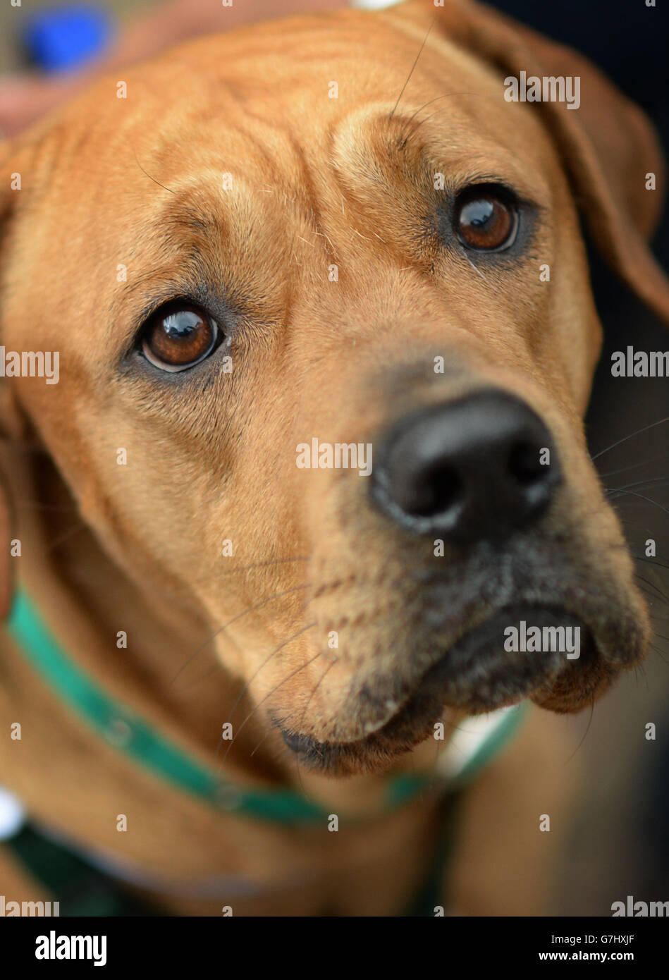 Honey, il Mastiff toro, che è uno dei molti cani che cercano una casa questo Natale a Battersea Dogs and Cats Home a Londra. Foto Stock