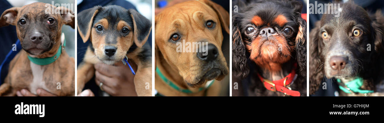 (Da sinistra a destra) Eve, Monty, Honey, Pippa e Buster che sono cinque dei molti cani che cercano una casa questo Natale a Battersea Dogs and Cats Home a Londra. Foto Stock