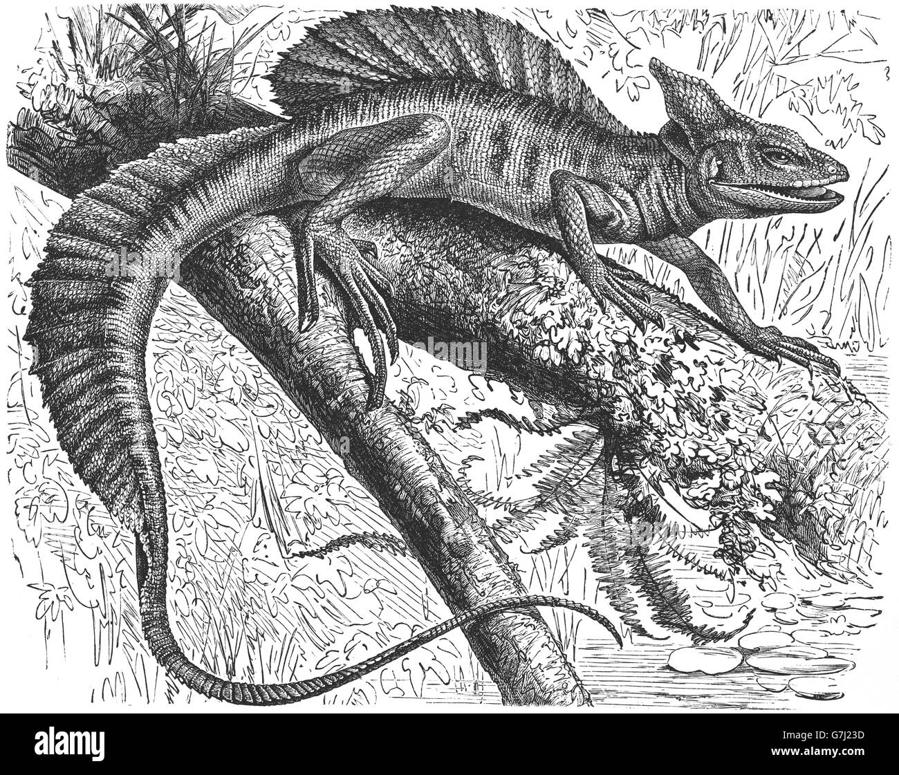 Basilisk comune, Basiliscus Basiliscus, illustrazione dal libro datato 1904 Foto Stock