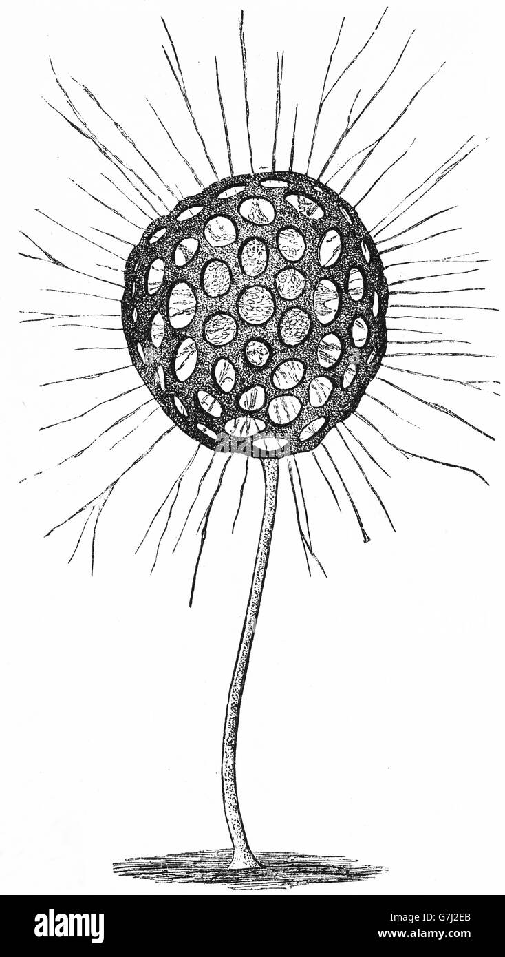Clathrulina elegans, illustrazione dal libro datato 1904 Foto Stock