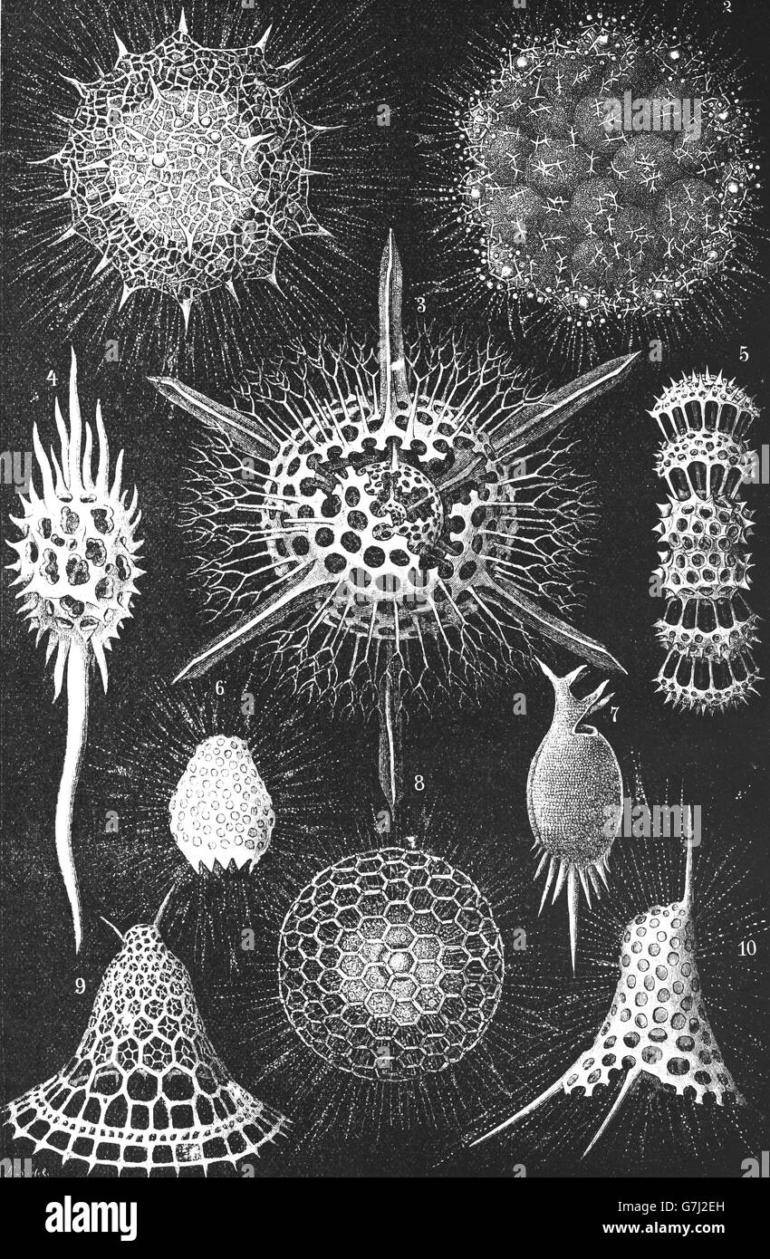 Radiolaria, illustrazione dal libro datato 1904 Foto Stock