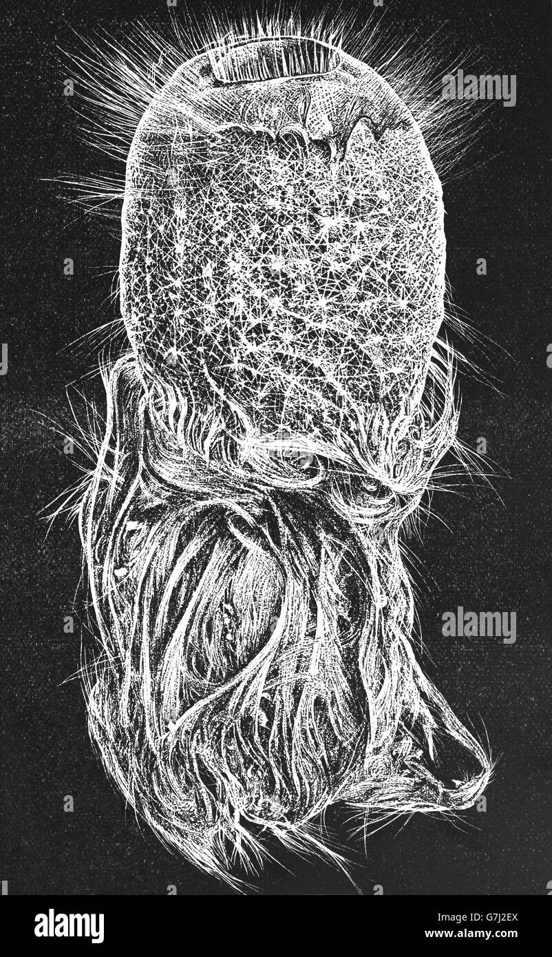 Spugna di vetro, Pheronema carpenteri, illustrazione dal libro datato 1904 Foto Stock