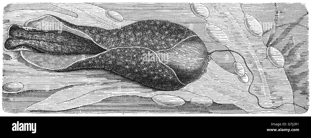 Akera bullata, lumaca di mare, mare slug, marine opisthobranch, mollusco gasteropode, illustrazione dal libro datato 1904 Foto Stock