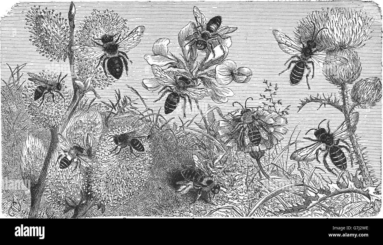 Api, Dasypoda hirtipes, mineraria bee, Andrena schencki, Anthrena cineraria, ashy mining bee, Halictus quadricinctus Foto Stock