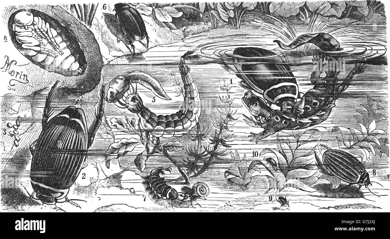 Acqua coleotteri, illustrazione dal libro datato 1904 Foto Stock