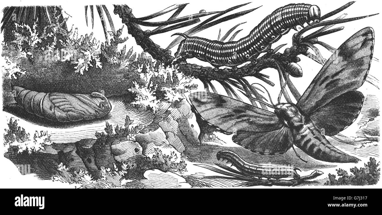 Sphinx pinastri, pino hawk-moth, illustrazione dal libro datato 1904 Foto Stock