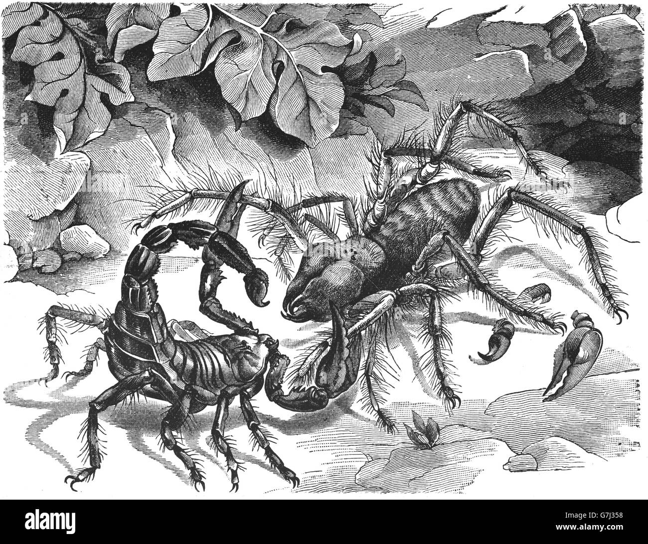 Scorpion e Galeodes araneoides, illustrazione dal libro datato 1904 Foto Stock