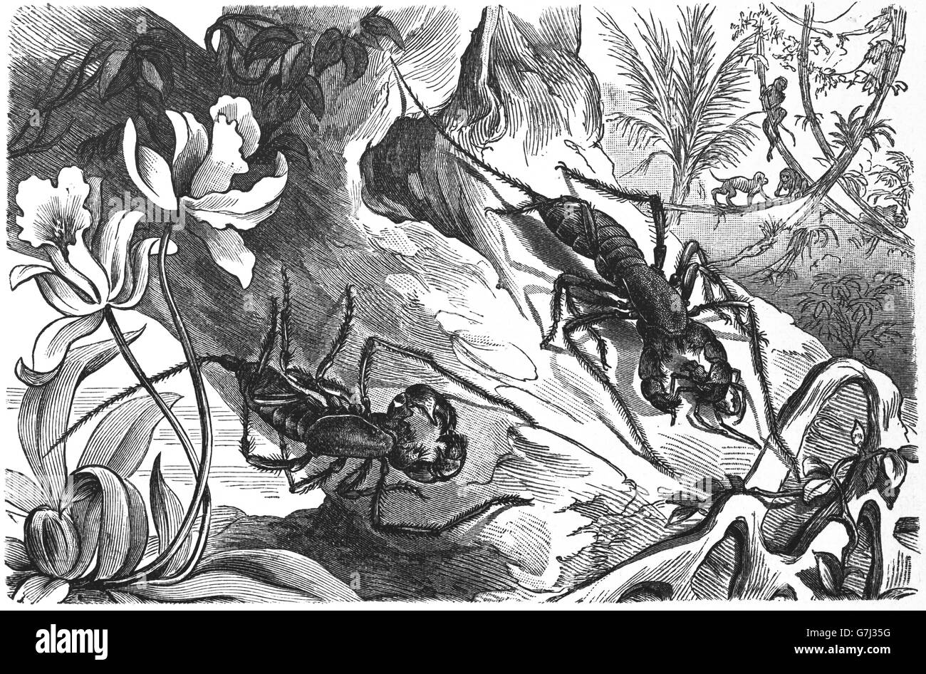 Thelyphonus caudatus, illustrazione dal libro datato 1904 Foto Stock