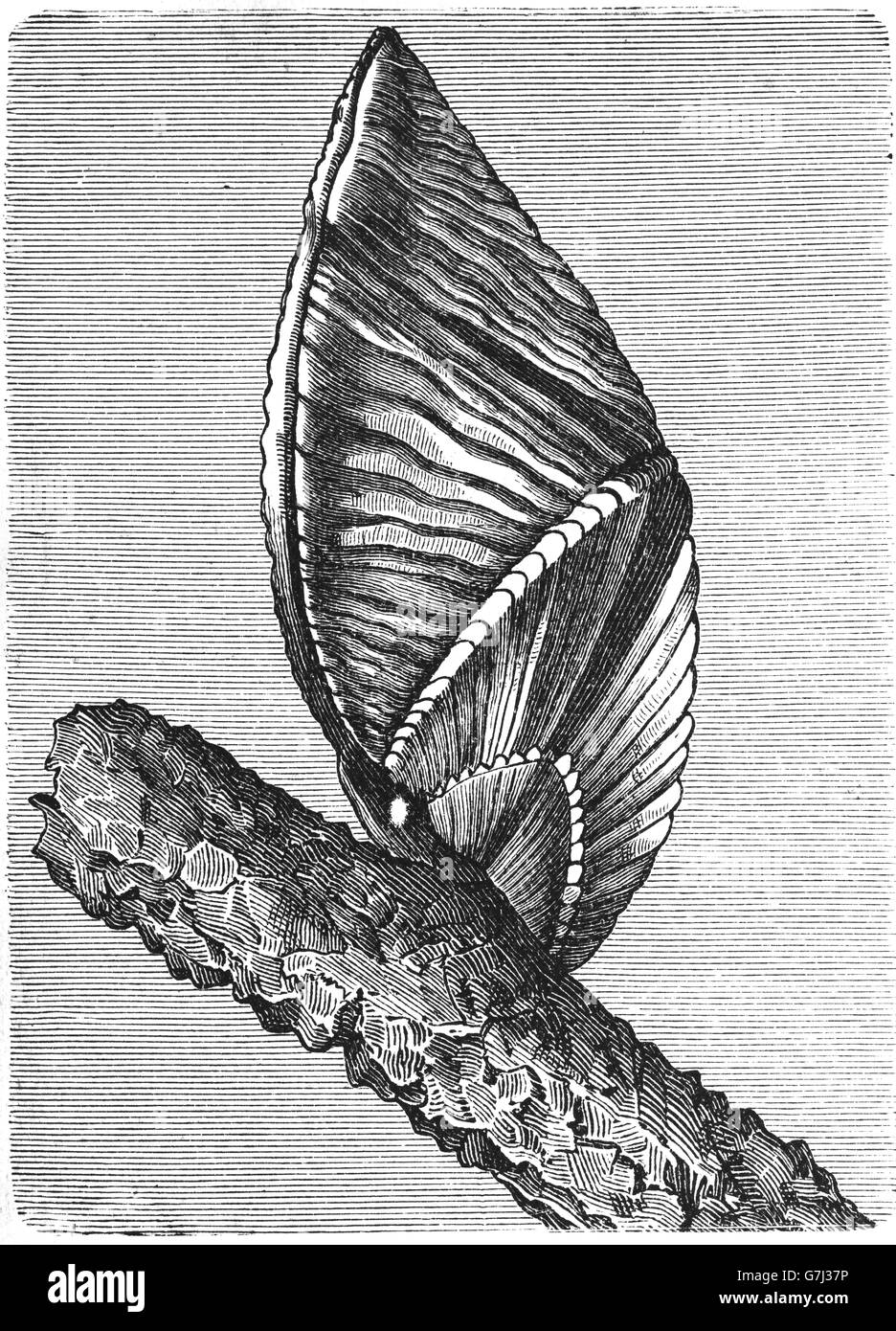 Megalasma striato, illustrazione dal libro datato 1904 Foto Stock