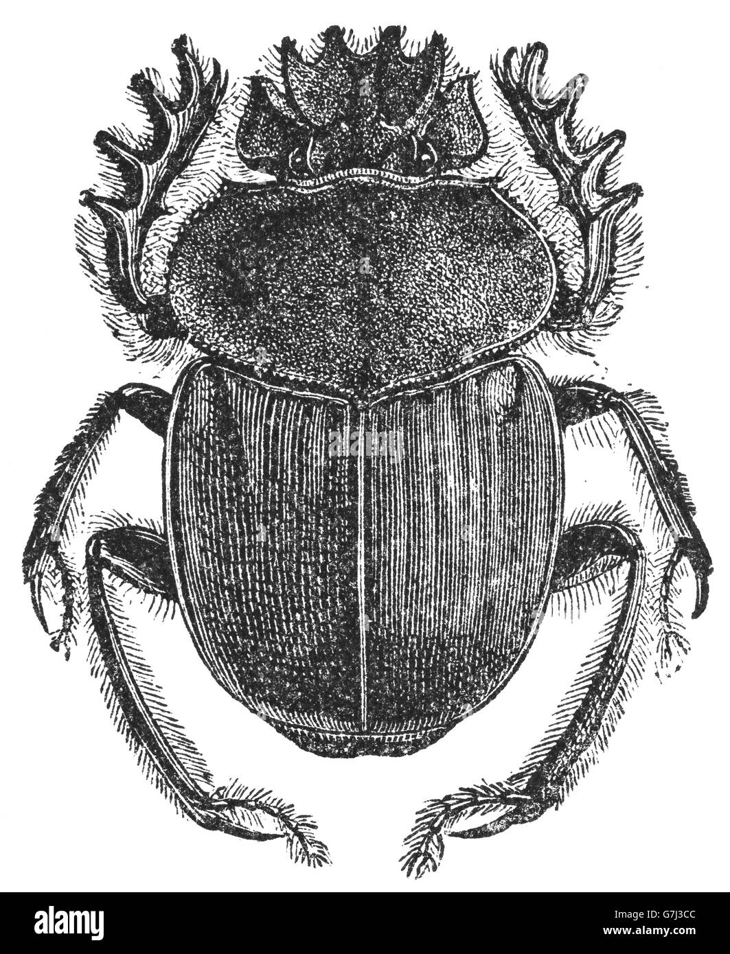 Scarabaeus sacer, dung beetle, Scarabaeidae, illustrazione dal libro datato 1904 Foto Stock