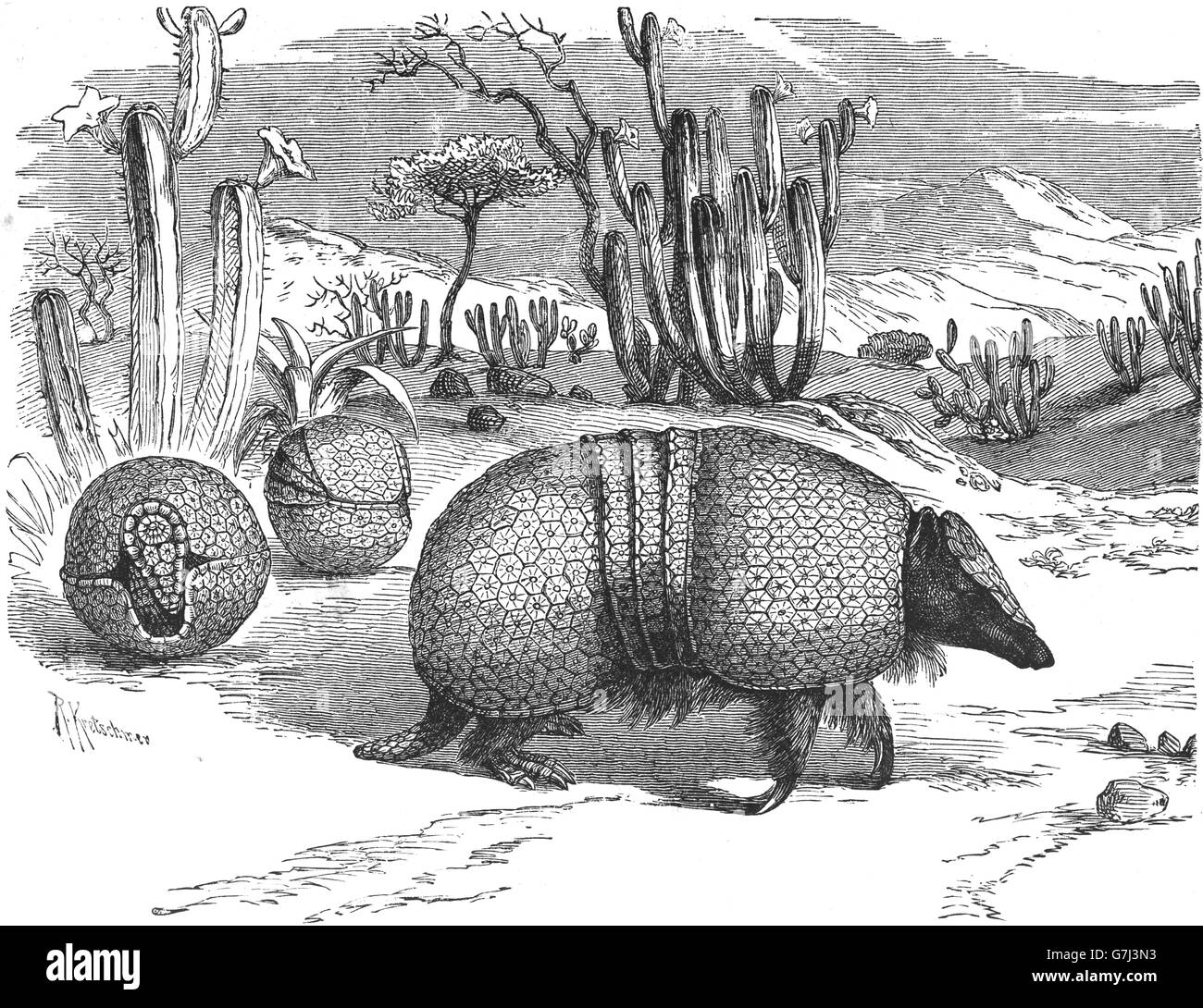 Brasiliano della tre-nastrare armadillo, Tolypeutes tricinctus, illustrazione dal libro datato 1904 Foto Stock