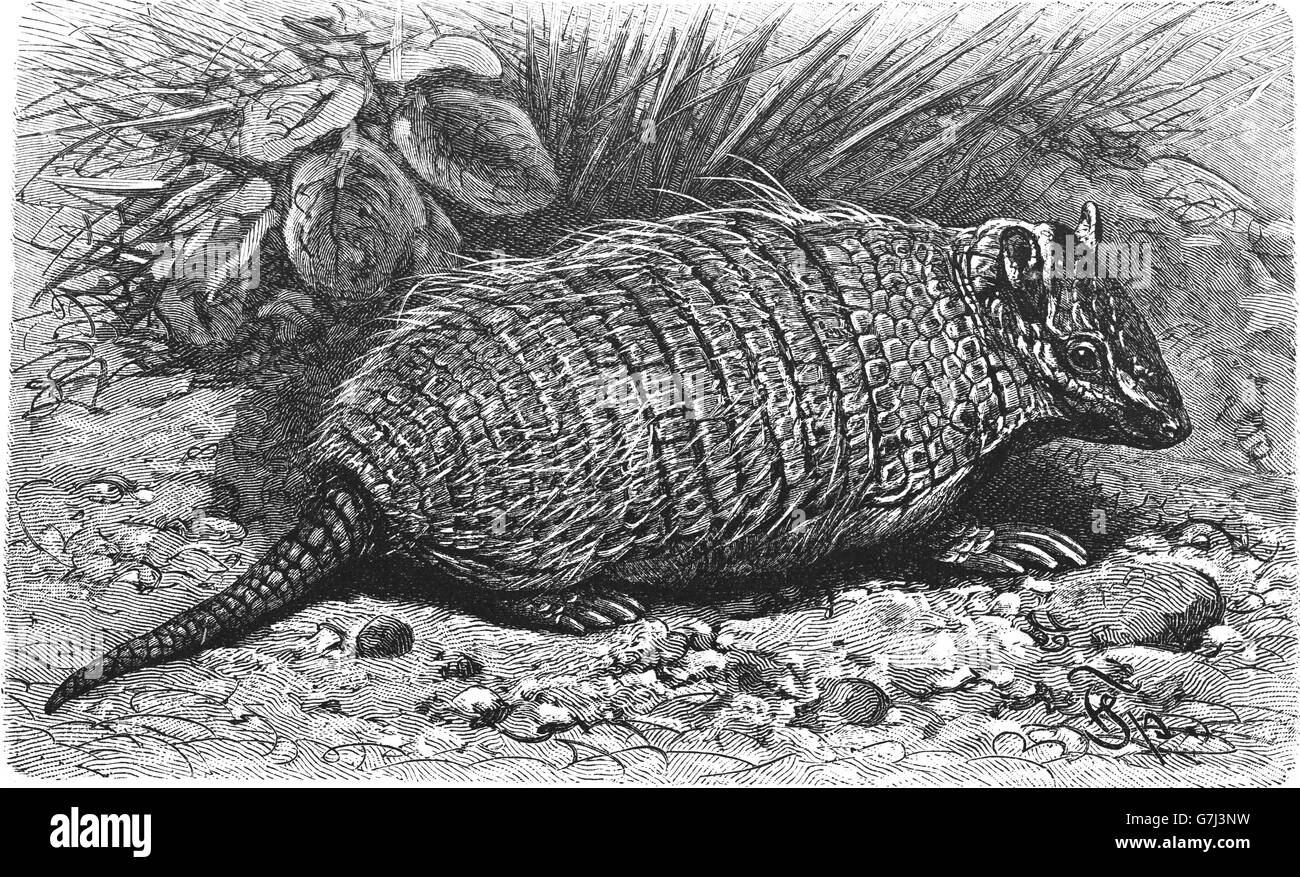 Sei-nastrare armadillo, Euphractus sexcinctus, giallo armadillo, illustrazione dal libro datato 1904 Foto Stock