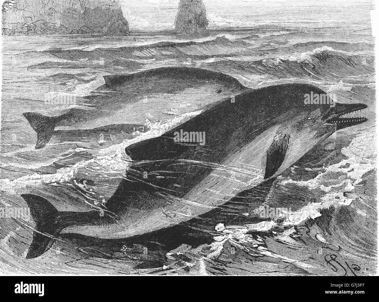 Delphinus delphis Foto e Immagini Stock in Bianco e Nero - Alamy