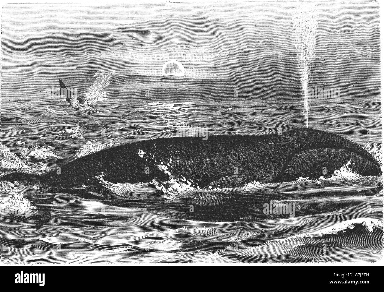 Bowhead whale, Balaena mysticetus, Groenlandia balene, Arctic balena, illustrazione dal libro datato 1904 Foto Stock