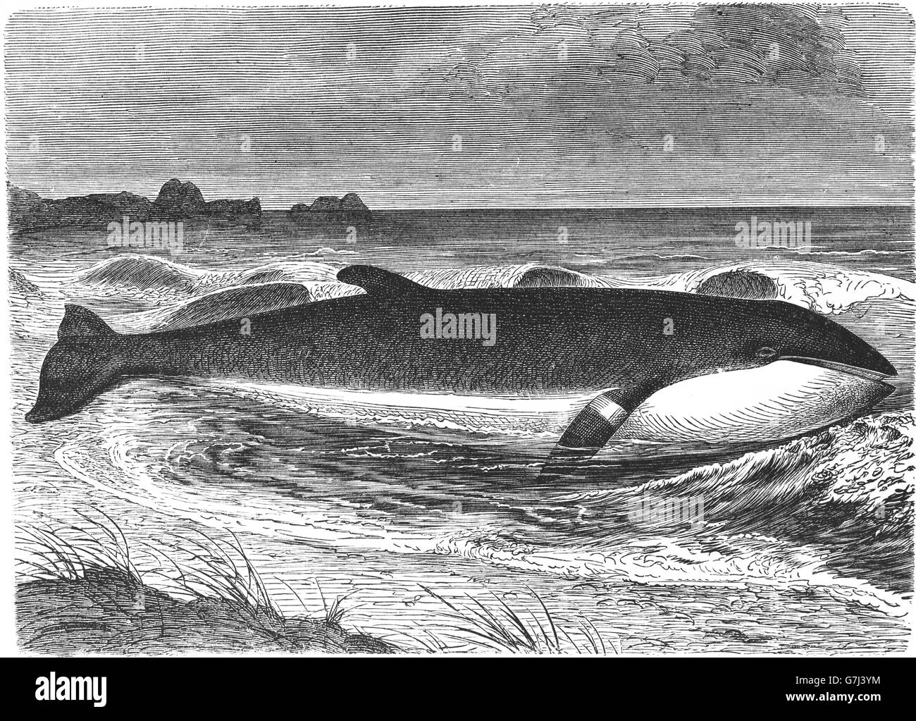 Comune di minke whale, northern minke whale, Balaenoptera acutorostrata, illustrazione dal libro datato 1904 Foto Stock