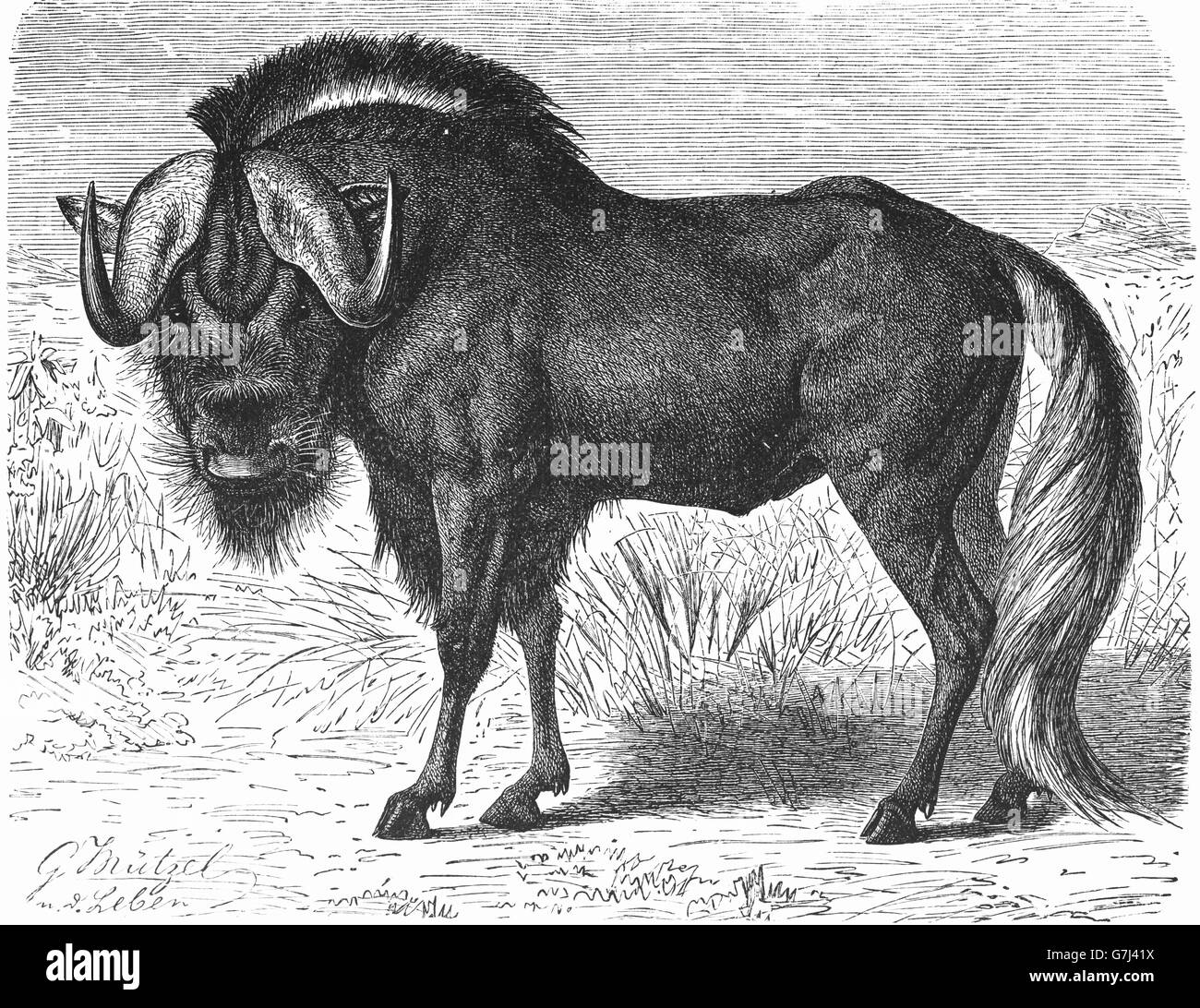 Nero GNU, bianco-tailed gnu, Connochaetes gnou, illustrazione dal libro datato 1904 Foto Stock