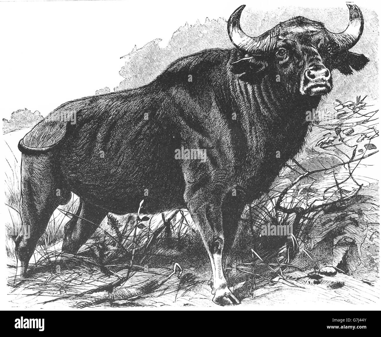 Gaur, Bos gaurus, Indian bison, illustrazione dal libro datato 1904 Foto Stock