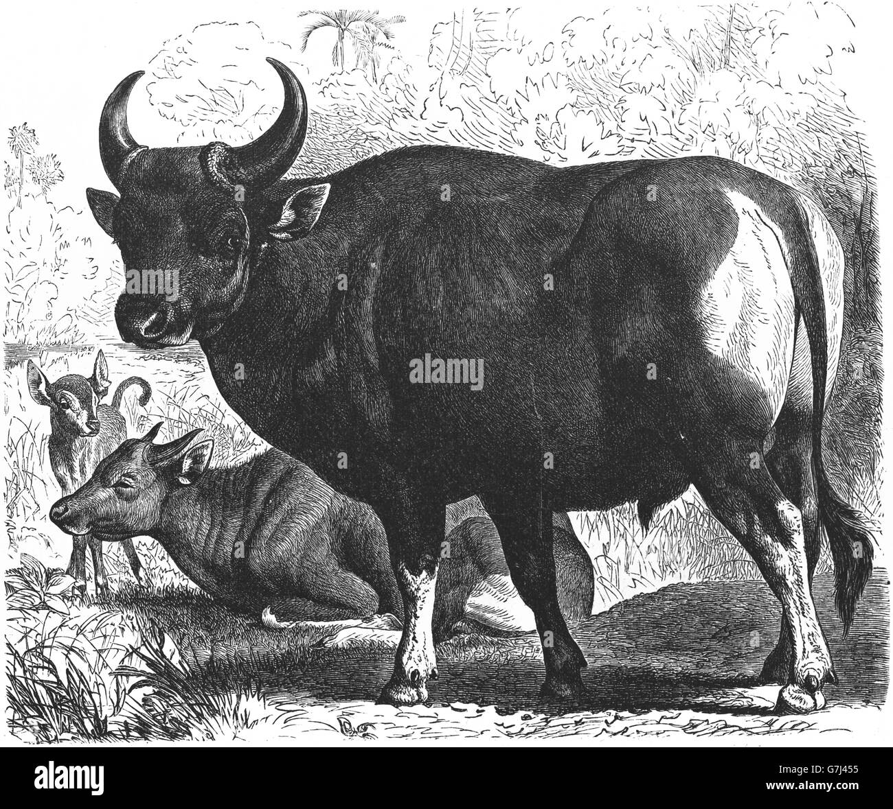 Banteng, Bos javanicus, tembadau, illustrazione dal libro datato 1904 Foto Stock