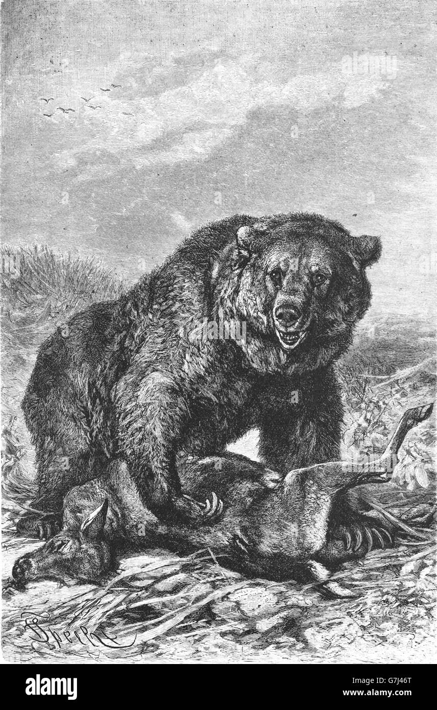 Orso bruno Ursus arctos, illustrazione dal libro datato 1904 Foto Stock