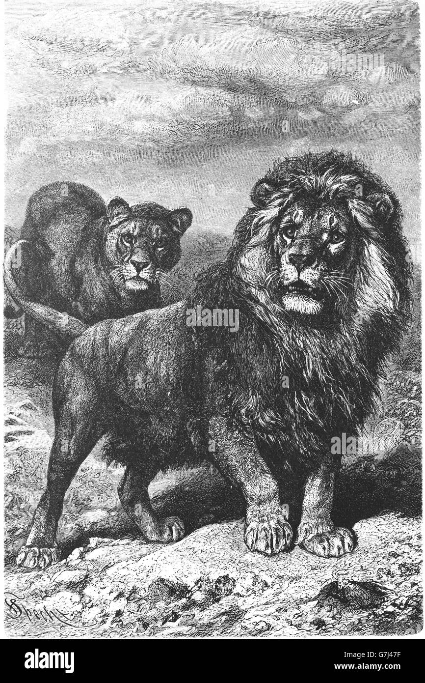 Lion Panthera leo, illustrazione dal libro datato 1904 Foto Stock