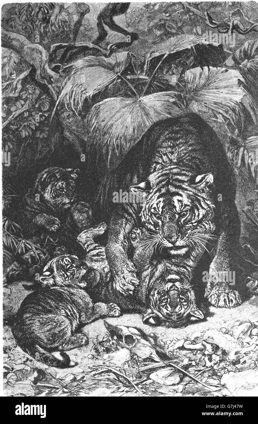 Tiger Panthera tigris, illustrazione dal libro datato 1904 Foto Stock