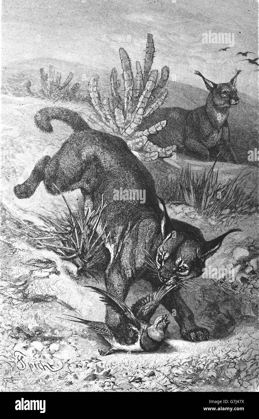 Caracal caracal illustrazione dal libro datato 1904 Foto Stock