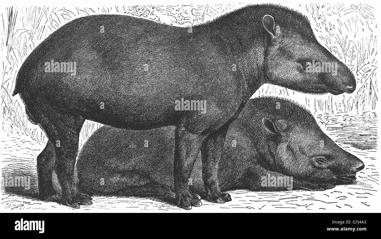 Baird il tapiro, Tapirus bairdii, America Centrale il tapiro, illustrazione dal libro datato 1904 Foto Stock