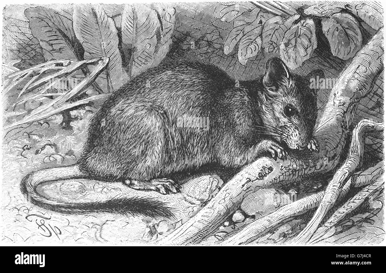 Degu, Octodon degus, brush-tailed ratto, illustrazione dal libro datato 1904 Foto Stock