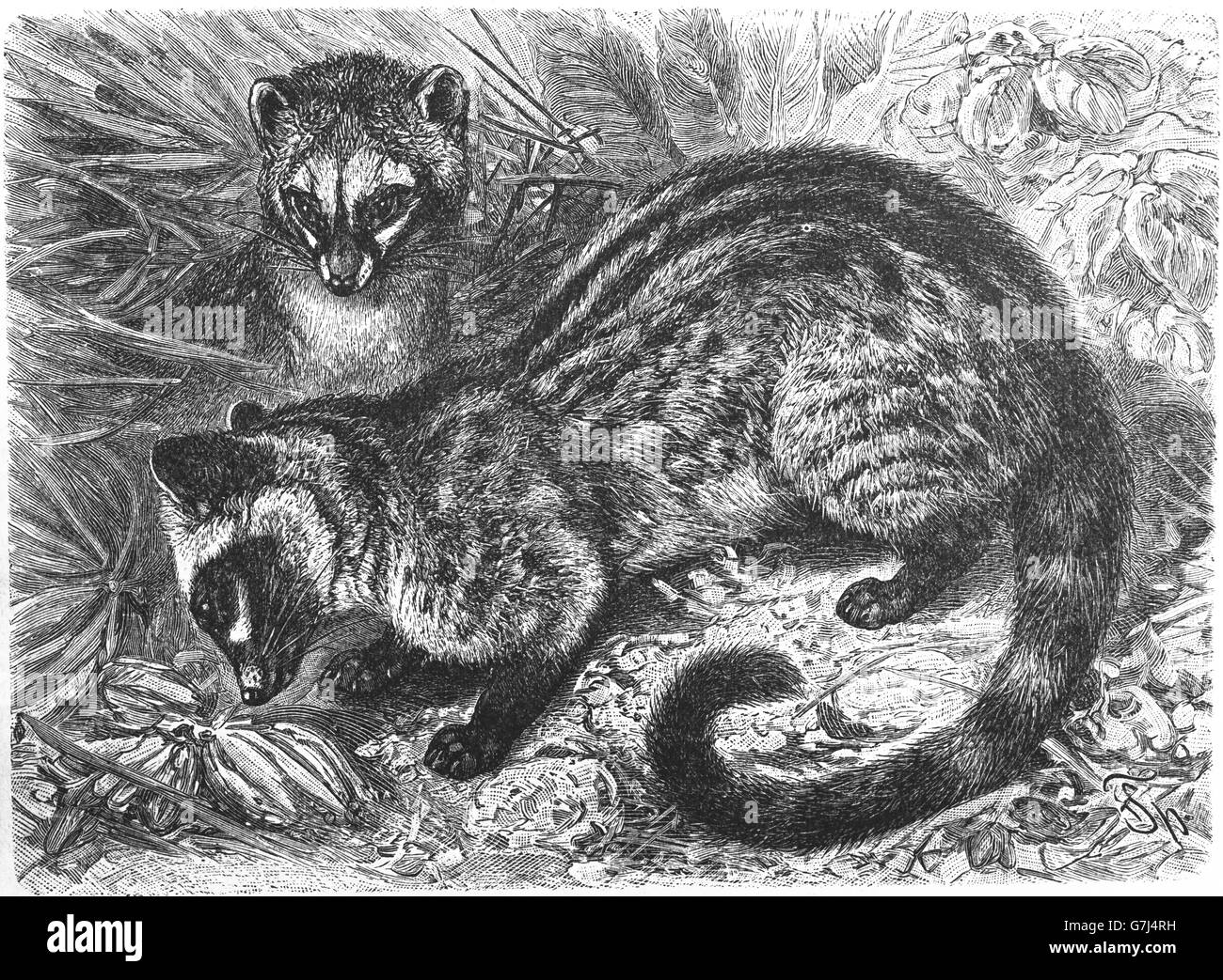 Asian palm civet, Paradoxurus hermaphroditus, toddy cat, Viverridae, illustrazione dal libro datato 1904 Foto Stock