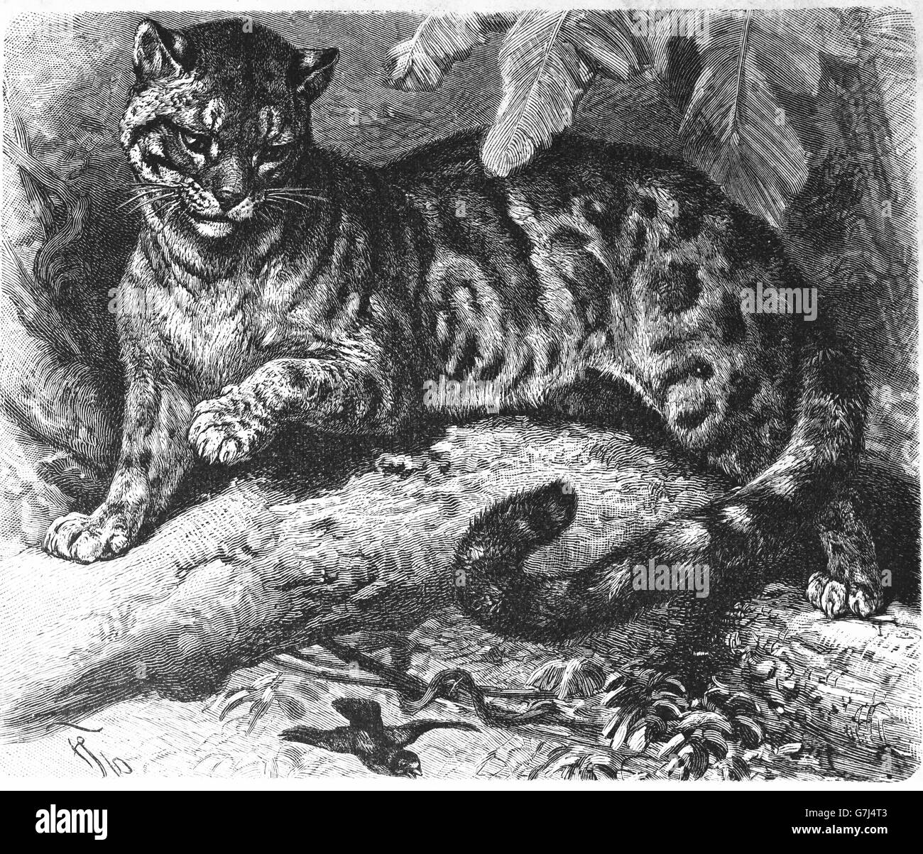 Il leopardo nuvola, Neofelis nebulosa, gatto, Felidae, Pantherinae, illustrazione dal libro datato 1904 Foto Stock