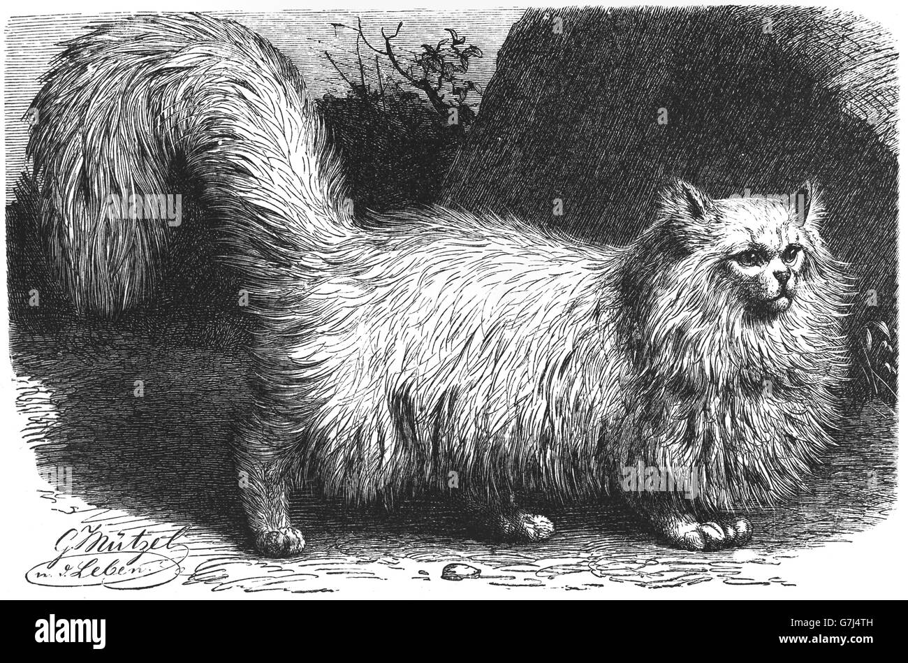 Angora turco, Ankara kedisi, Ankara gatto, Gatto domestico, felis catus, illustrazione dal libro datato 1904 Foto Stock