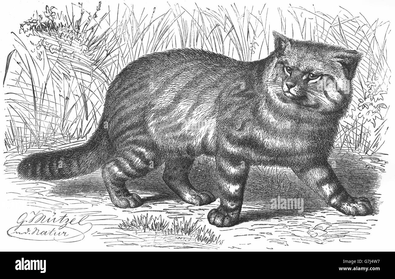 Colocolo, da Leopardo colocolo, Pantanal, pampa, piccolo gatto, Wildcat, illustrazione dal libro datato 1904 Foto Stock