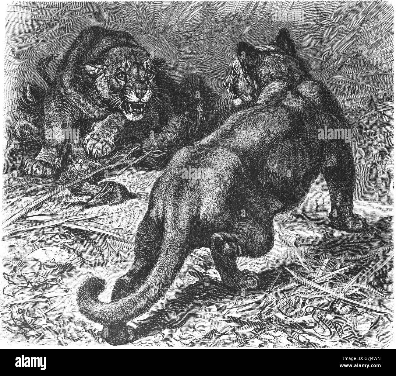 Cougar, Puma concolor, Panther, catamount, Feliformia, Felidae, illustrazione dal libro datato 1904 Foto Stock
