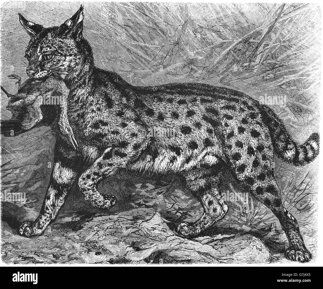 Serval, Leptailurus serval, Wildcat, Feliformia, Felidae, illustrazione dal libro datato 1904 Foto Stock