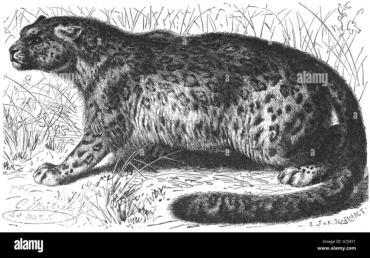 Snow Leopard, Panthera uncia, irbis, barre, illustrazione dal libro datato 1904 Foto Stock