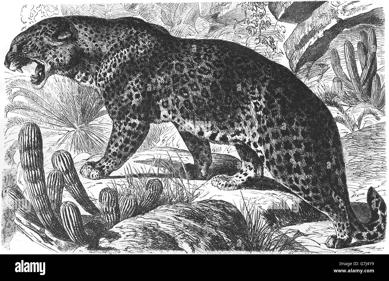 Leopard, Panthera pardus, Wildcat, Feliformia, Felidae, illustrazione dal libro datato 1904 Foto Stock
