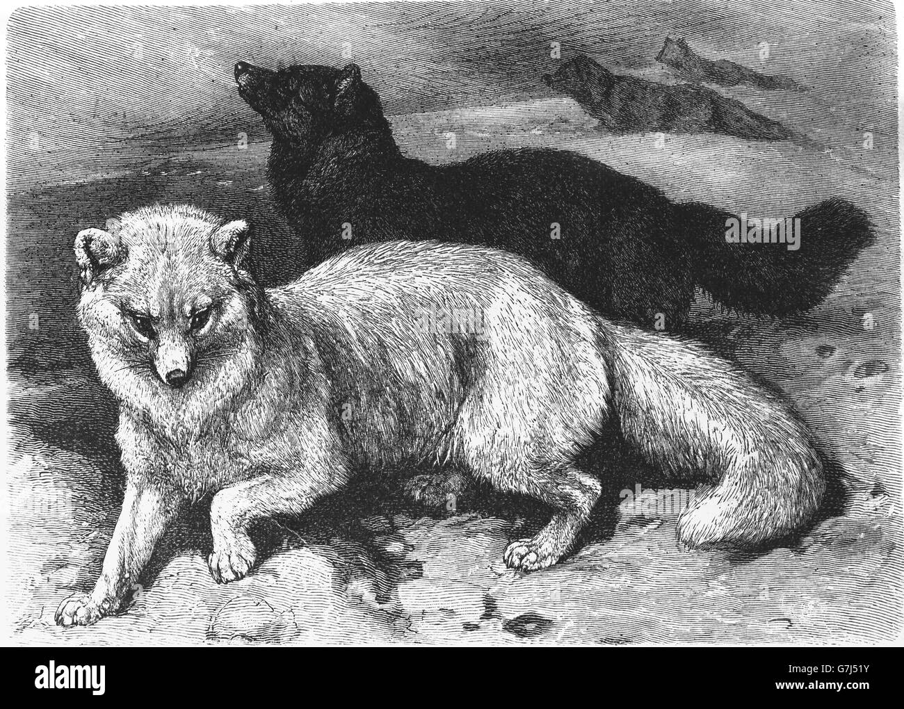 Volpe Artica, Vulpes lagopus, illustrazione dal libro datato 1904 Foto Stock
