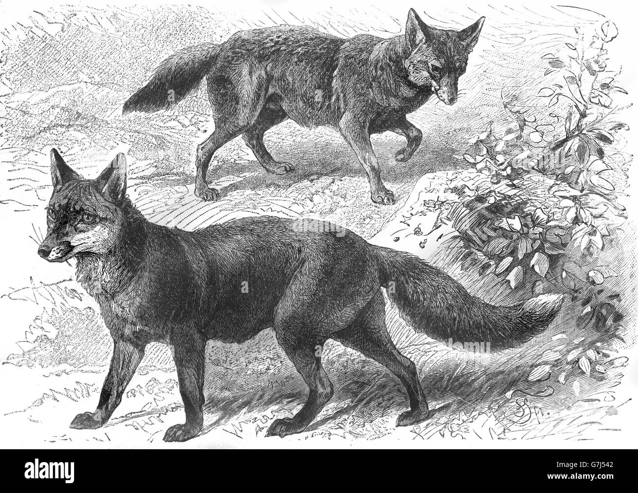Red Fox, Vulpes vulpes e Jackal, Canis aureus, illustrazione dal libro datato 1904 Foto Stock