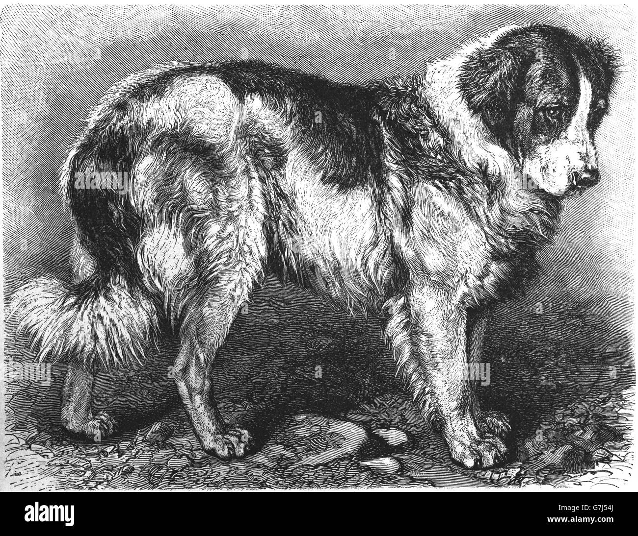 San Bernardo razza di cane, illustrazione dal libro datato 1904 Foto Stock