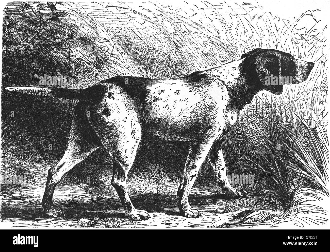 Il tedesco Shorthaired puntatore, Kurzhaar cane di razza, illustrazione dal libro datato 1904 Foto Stock