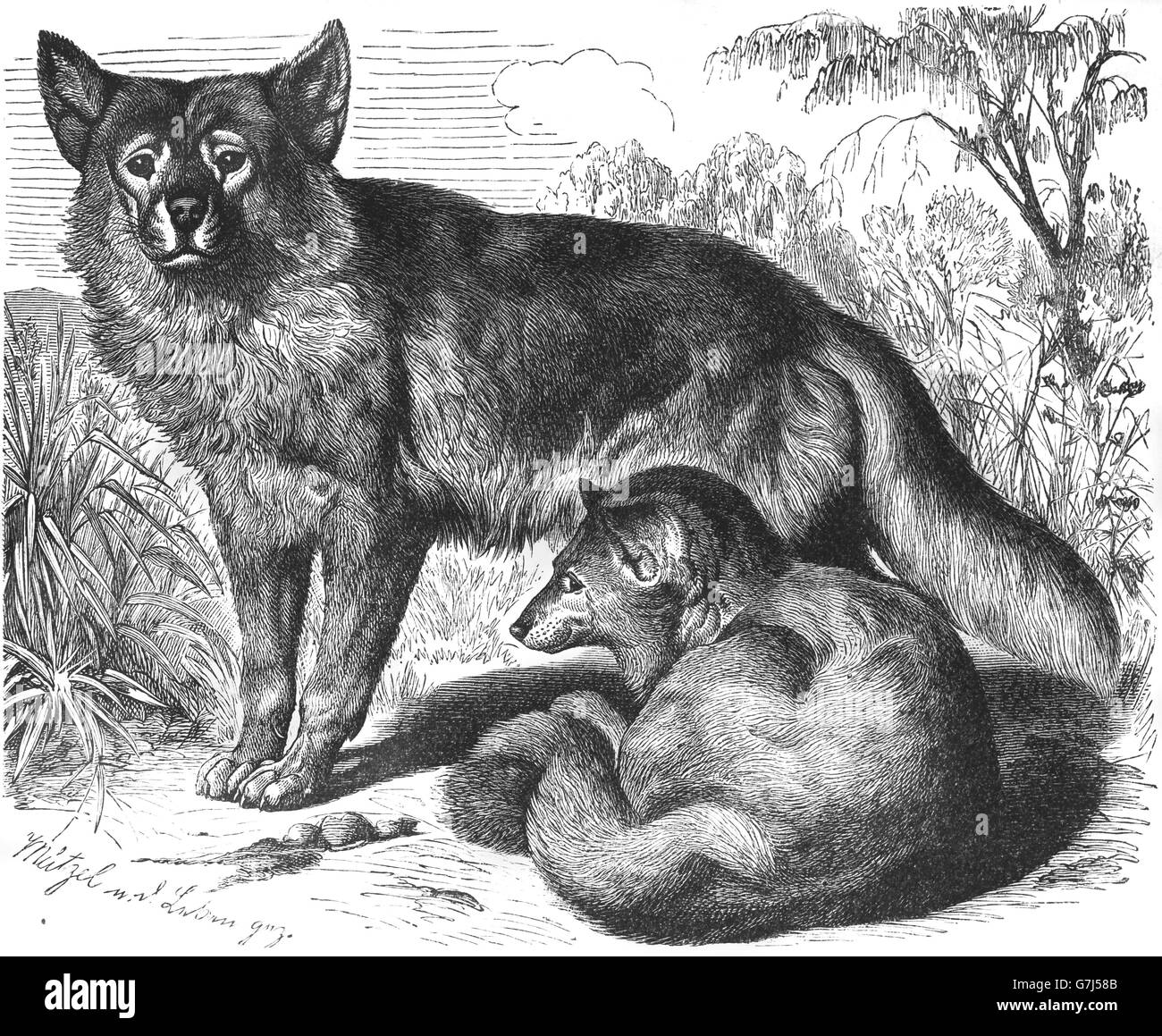 Dingo, Canis lupus dingo, cane selvatico, illustrazione dal libro datato 1904 Foto Stock