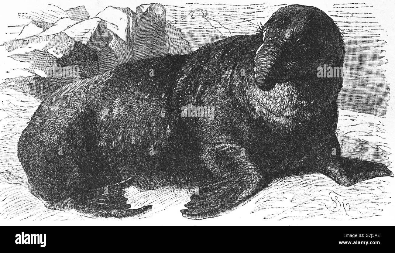 Northern guarnizione di elefante, Mirounga angustirostris, illustrazione dal libro datato 1904 Foto Stock