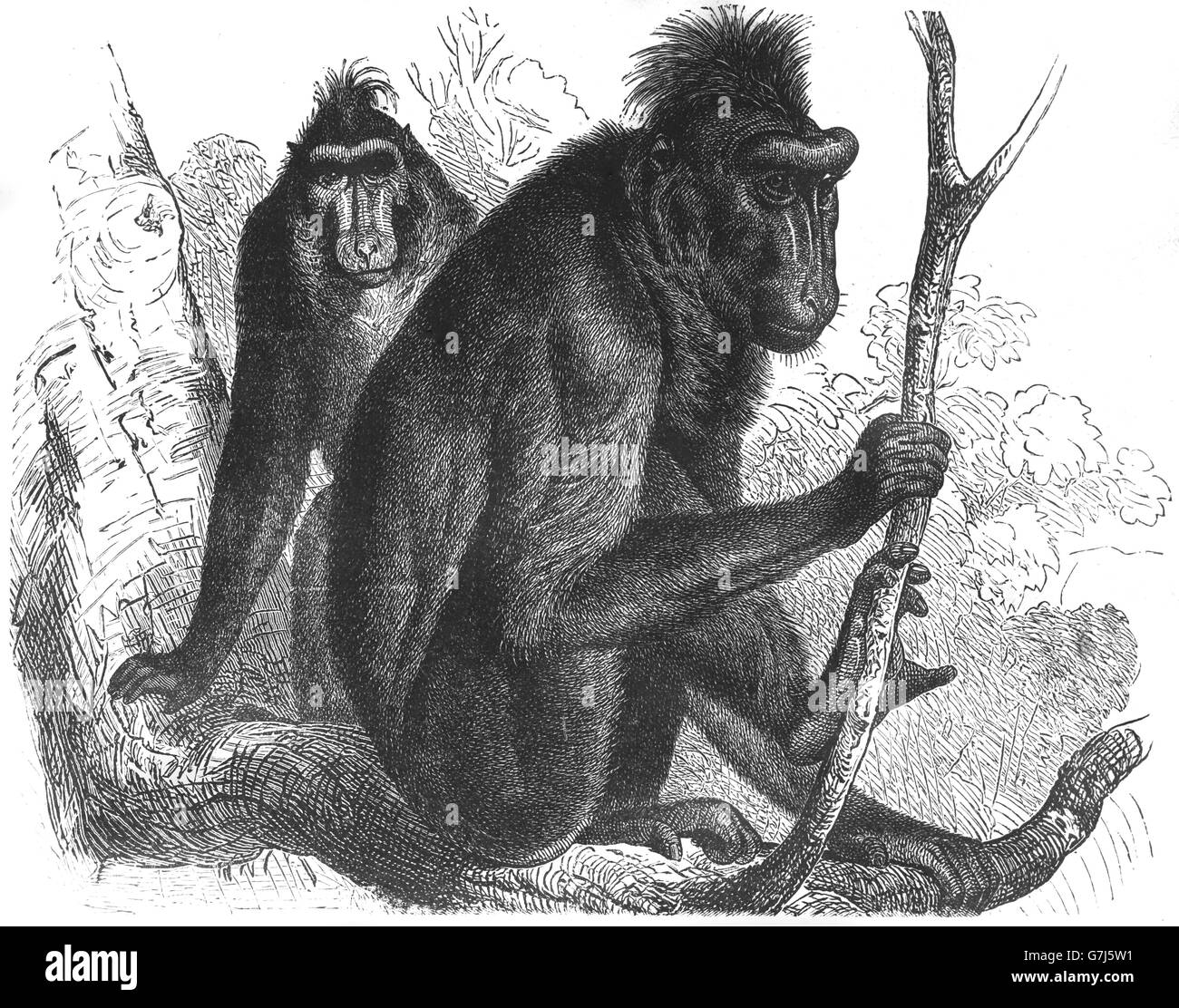 Celebes crested macaco Macaca nigra, Sulawesi crested macaco scimmia nero, scimmia del Vecchio Mondo, Cercopithecidae, illustrazione da Foto Stock