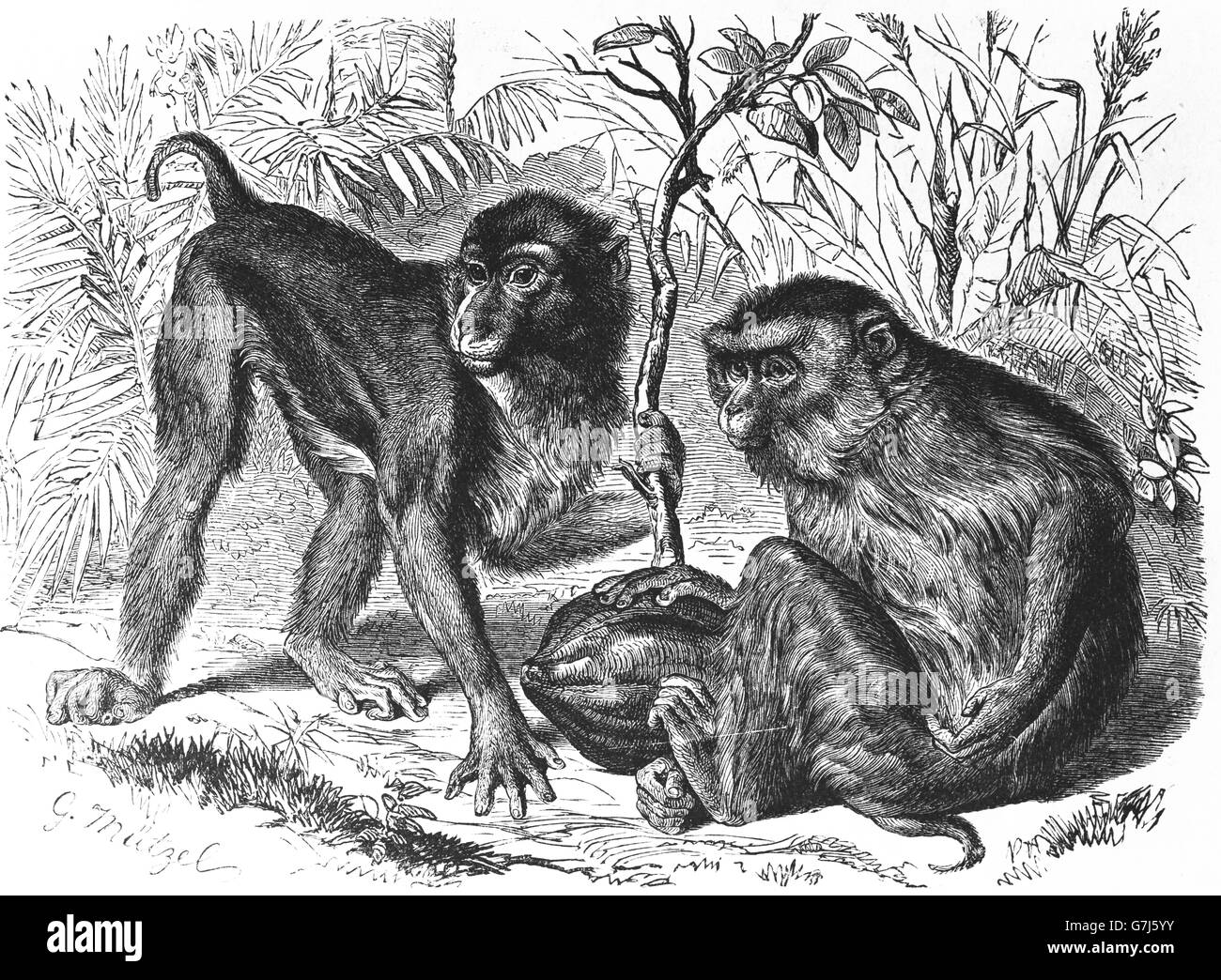 Southern pig-coda macaque, Macaca nemestrina, scimmia del Vecchio Mondo, Cercopithecidae, illustrazione dal libro datato 1904 Foto Stock