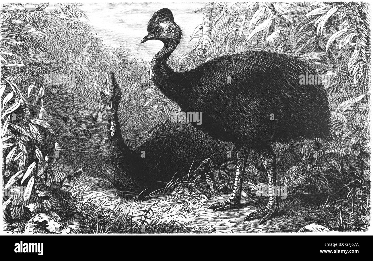 Sud, casuario Casuarius casuarius, casuario Australiano, illustrazione dal libro datato 1904 Foto Stock
