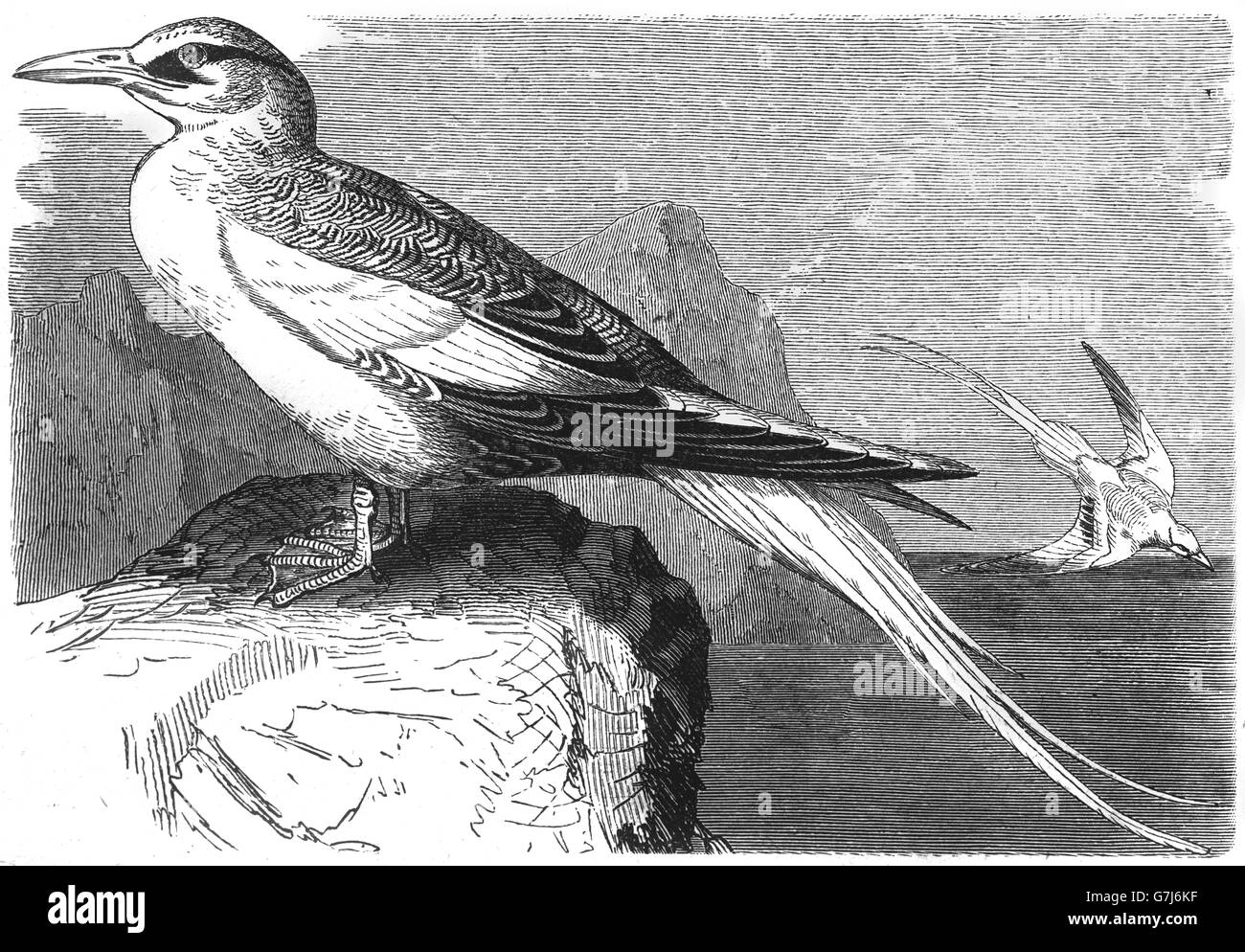 Rosso-fatturati tropicbird, Phaethon aethereus, boatswain bird, illustrazione dal libro datato 1904 Foto Stock