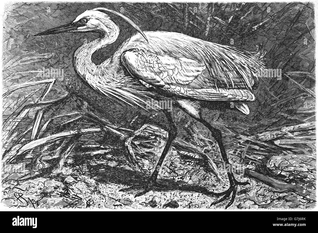 Garzetta, Egretta garzetta, illustrazione dal libro datato 1904 Foto Stock