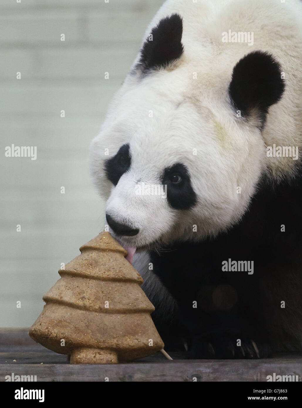 Tian Tian il panda gigante con una speciale torta di Natale a forma di albero di Natale allo Zoo di Edimburgo. Foto Stock