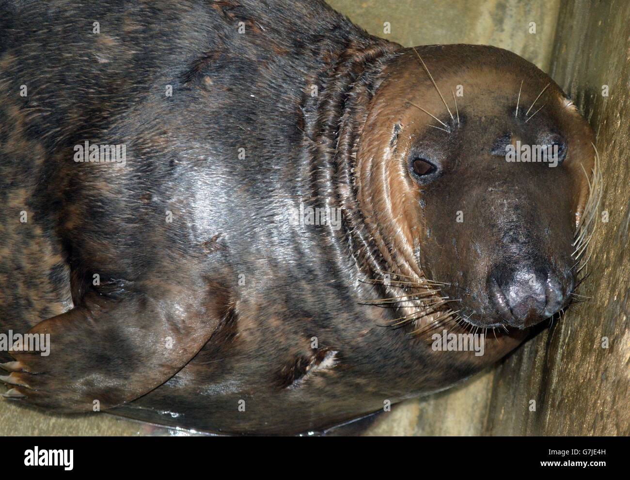 Dumbledore, il sigillo che è stato trovato bloccato in un campo a Newton-le-Willows, Merseyside, ad almeno 20 miglia (32km) dal mare il 22 dicembre, ha mangiato il suo primo pasto da quando è stato salvato. Foto Stock